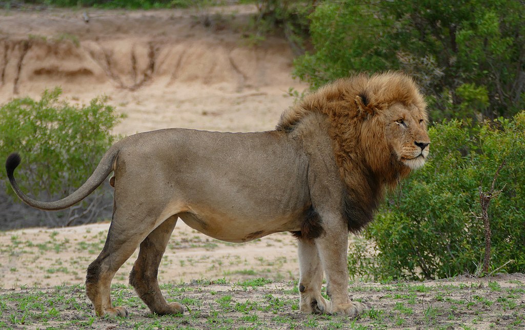 1024px-Lion_(Panthera_leo)_(30941994012)